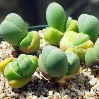 Gibbaeum heathii Seeds -  Indigenous South African Native Succulent Mesemb - Sementes
