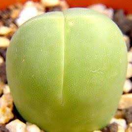 Gibbaeum heathii Seeds -  Indigenous South African Native Succulent Mesemb - Sementes