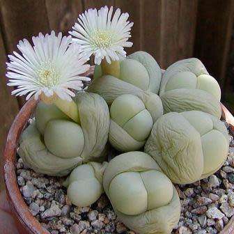 Gibbaeum heathii Seeds -  Indigenous South African Native Succulent Mesemb - Sementes