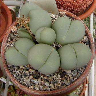 Gibbaeum heathii Seeds -  Indigenous South African Native Succulent Mesemb - Sementes