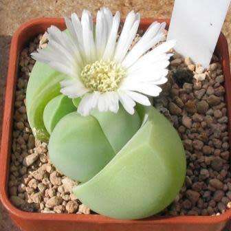 Gibbaeum heathii Seeds -  Indigenous South African Native Succulent Mesemb - Sementes