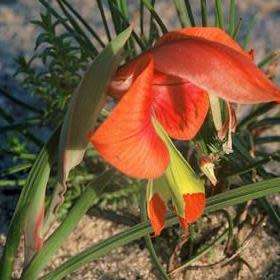 Gladiolus alatus Seeds - Indigenous South African Endemic Perennial Bulb - Combined Global Ship