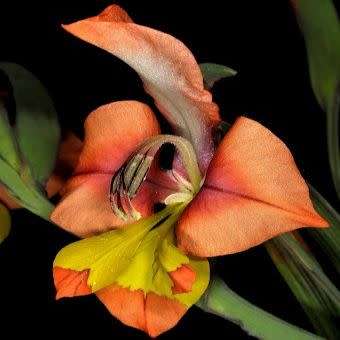 Gladiolus alatus Seeds - Indigenous South African Endemic Perennial Bulb - Combined Global Ship