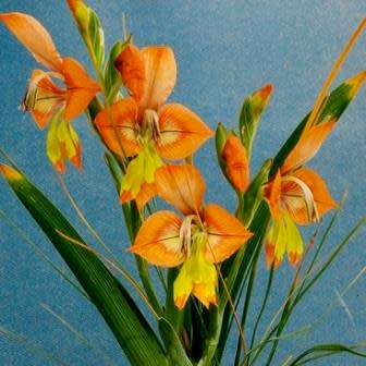 Gladiolus alatus Seeds - Indigenous South African Endemic Perennial Bulb - Combined Global Ship