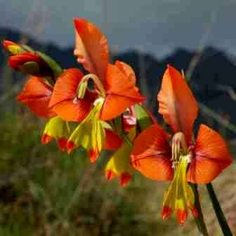 Gladiolus alatus Seeds - Indigenous South African Endemic Perennial Bulb - Combined Global Ship