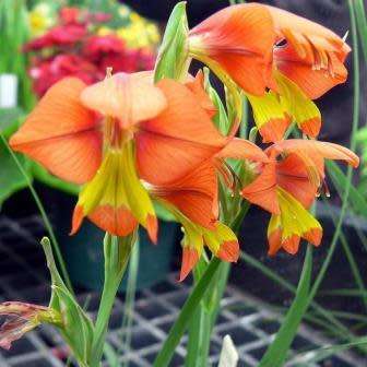 Gladiolus alatus Seeds - Indigenous South African Endemic Perennial Bulb - Combined Global Ship