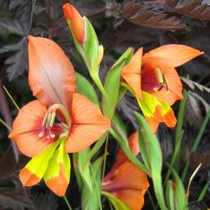 Gladiolus alatus Seeds - Indigenous South African Endemic Perennial Bulb - Combined Global Ship