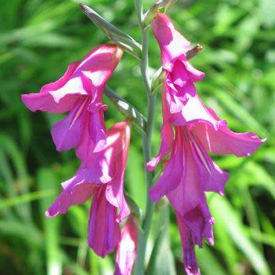 Gladiolus communis Seeds - Exotic Perennial Bulb - Cut Flowers - New