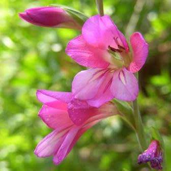 Gladiolus communis Seeds - Exotic Perennial Bulb - Cut Flowers - New