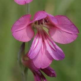 Gladiolus communis Seeds - Exotic Perennial Bulb - Cut Flowers - New