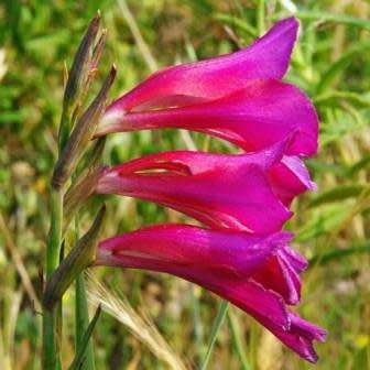 Gladiolus communis Seeds - Exotic Perennial Bulb - Cut Flowers - New