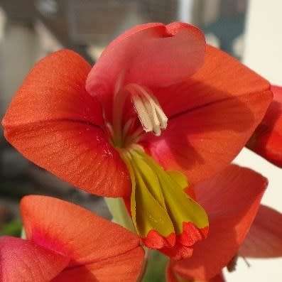 5 Gladiolus equitans Seeds - Indigenous South African Bulbous Plant - International Flat Ship Rate