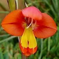 5 Gladiolus equitans Seeds - Indigenous South African Bulbous Plant - International Flat Ship Rate