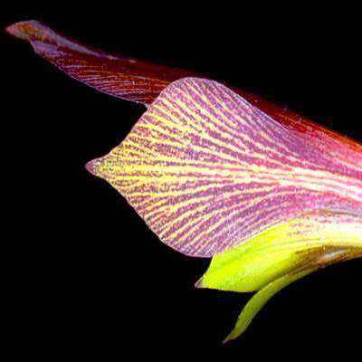 Gladiolus fourcadei Seeds - Indigenous South African Endemic Perennial Bulb - Global Shipping