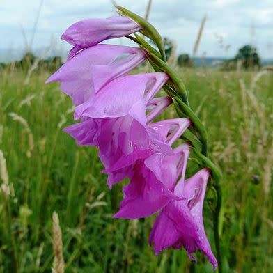 Gladiolus imbricatus - 5 Seed Pack - Exotic Perennial Bulb - Cut Flowers - New