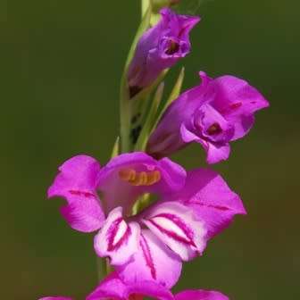 Gladiolus imbricatus - 5 Seed Pack - Exotic Perennial Bulb - Cut Flowers - New
