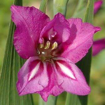 Gladiolus imbricatus - 5 Seed Pack - Exotic Perennial Bulb - Cut Flowers - New