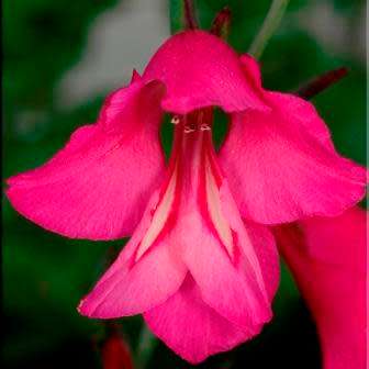 Gladiolus imbricatus - 5 Seed Pack - Exotic Perennial Bulb - Cut Flowers - New