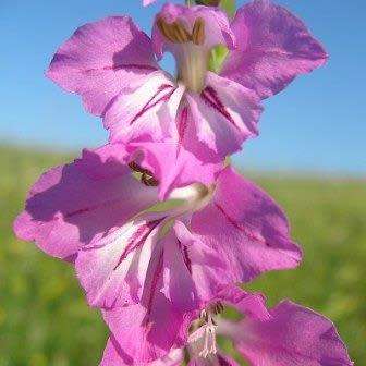 Gladiolus imbricatus - 5 Seed Pack - Exotic Perennial Bulb - Cut Flowers - New