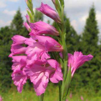 Gladiolus imbricatus - 5 Seed Pack - Exotic Perennial Bulb - Cut Flowers - New