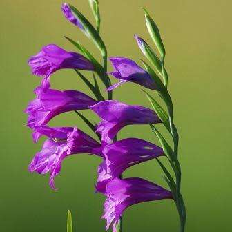 Gladiolus imbricatus - 5 Seed Pack - Exotic Perennial Bulb - Cut Flowers - New