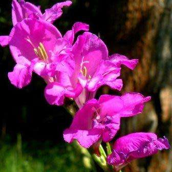 Gladiolus imbricatus - 5 Seed Pack - Exotic Perennial Bulb - Cut Flowers - New