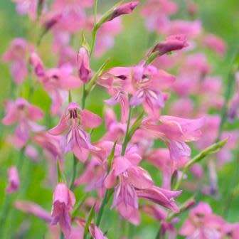 Gladiolus imbricatus - 5 Seed Pack - Exotic Perennial Bulb - Cut Flowers - New