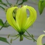 Gloriosa greenii - 5 Seed Pack - Beautiful & Rare Indigenous Tuberous Perennial Climber Vine - NEW