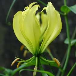 Gloriosa greenii - 5 Seed Pack - Beautiful & Rare Indigenous Tuberous Perennial Climber Vine - NEW