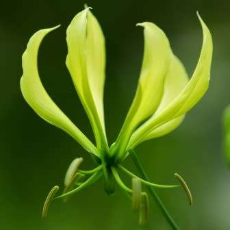Gloriosa greenii - 5 Seed Pack - Beautiful & Rare Indigenous Tuberous Perennial Climber Vine - NEW