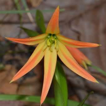 5 Gloriosa lindenii Seeds - Beautiful Zambian Tuberous Perennial Flowering Climber Vine - NEW