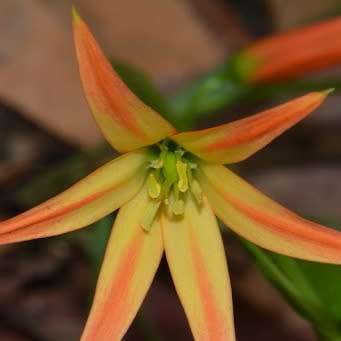 5 Gloriosa lindenii Seeds - Beautiful Zambian Tuberous Perennial Flowering Climber Vine - NEW
