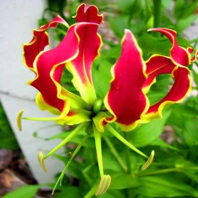 Gloriosa 'Chelsea' Seeds - Rare Beautiful Indigenous Tuberous Perennial Flowering Climber Vine - NEW