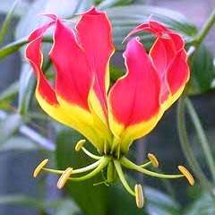 Gloriosa superba - Flame Lily - 15 Seed Pack - Indigenous Bulbous Perennial Climber Vine - NEW