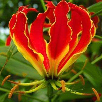 Gloriosa superba - Flame Lily - 15 Seed Pack - Indigenous Bulbous Perennial Climber Vine - NEW