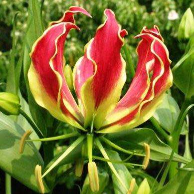 Gloriosa superba - Flame Lily - 15 Seed Pack - Indigenous Bulbous Perennial Climber Vine - NEW