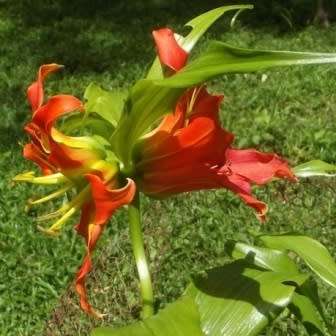 5 Gloriosa sessiliflora Seeds - Rare Beautiful Zambian Tuberous Perennial Flowering Climber Vine