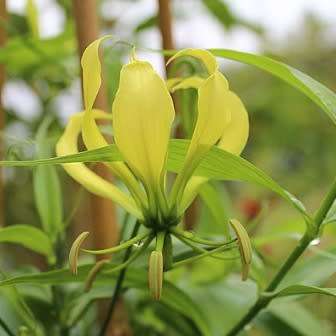 Gloriosa superba - Yellow Flame Lily Seeds - Indigenous Bulbous Perennial Climber Vine - NEW