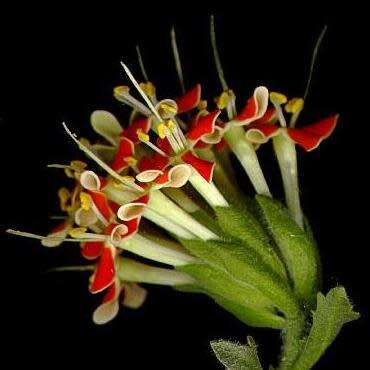 Glumicalyx flanaganii Seeds - Indigenous South African Native Perennial - sementes semillas grains