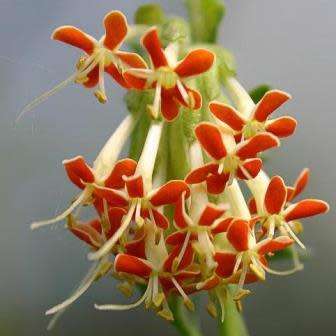 Glumicalyx flanaganii Seeds - Indigenous South African Native Perennial - sementes semillas grains