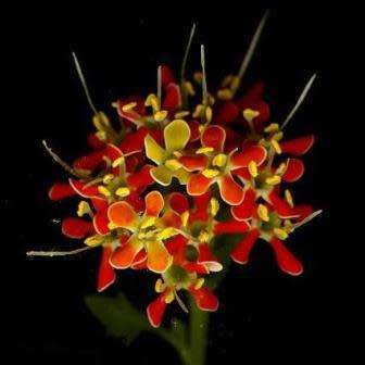 Glumicalyx flanaganii Seeds - Indigenous South African Native Perennial - sementes semillas grains