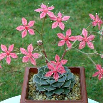 10+ Graptopetalum bellum / Tacitus bellus Seeds - Buy Succulent Seeds From Africa
