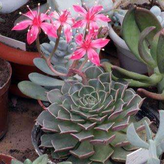 10+ Graptopetalum bellum / Tacitus bellus Seeds - Buy Succulent Seeds From Africa