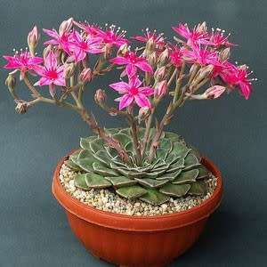 10+ Graptopetalum bellum / Tacitus bellus Seeds - Buy Succulent Seeds From Africa
