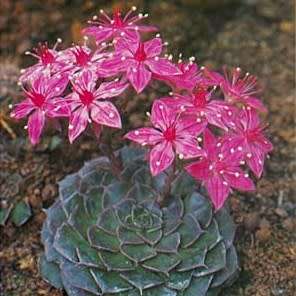 10+ Graptopetalum bellum / Tacitus bellus Seeds - Buy Succulent Seeds From Africa