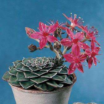10+ Graptopetalum bellum / Tacitus bellus Seeds - Buy Succulent Seeds From Africa