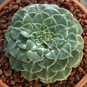 10+ Graptopetalum bellum / Tacitus bellus Seeds - Buy Succulent Seeds From Africa