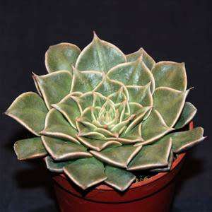 10+ Graptopetalum bellum / Tacitus bellus Seeds - Buy Succulent Seeds From Africa