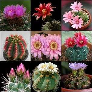 Gymnocalycium Mixed Species Seeds - Exotic Cactus Succulent - Global Shipping