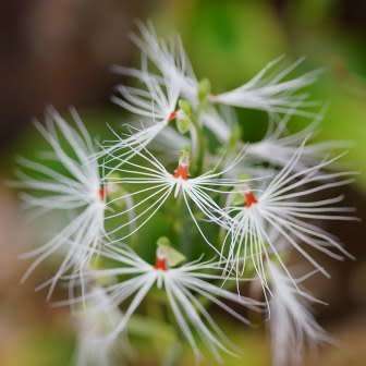 10+ Habenaria medusa Seeds - Exotic Indonesian Perennial Orchid - Global Combined Shipping